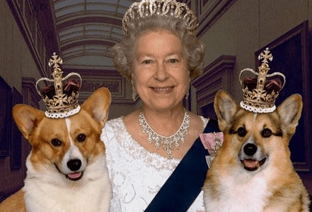 queens-corgis