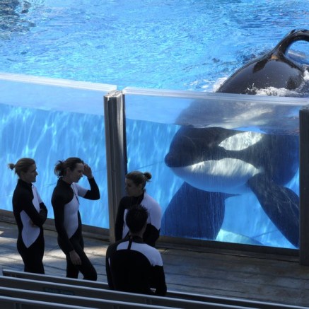 tilikum and trainors.jpg